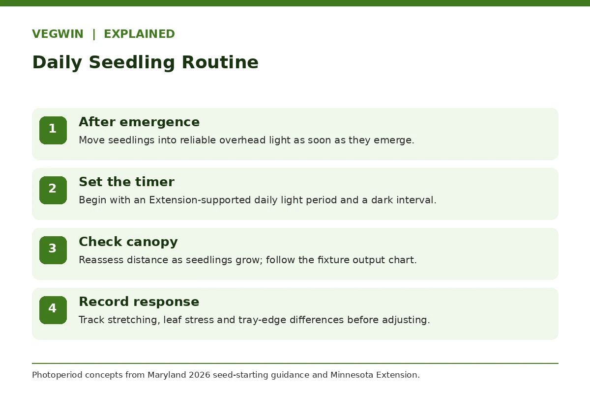Stepwise indoor seedling lighting routine from germination to timer setup and monitoring