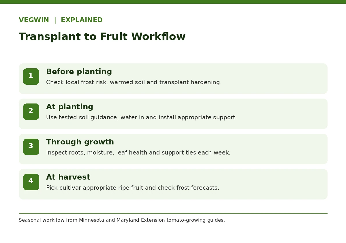 Four-phase growing tomatoes workflow from outdoor readiness and support through care and picking