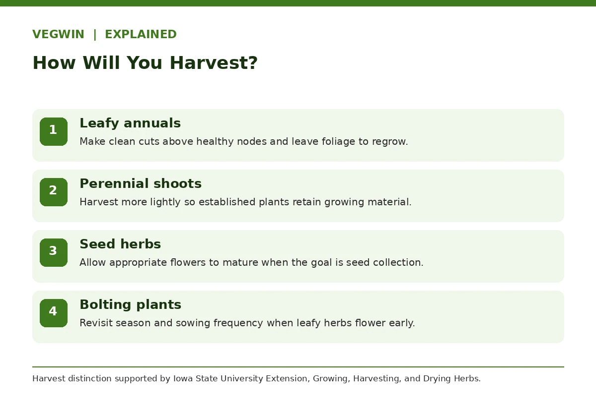 Herb harvesting decision graphic differentiating leafy annuals, perennial shoots, seed herbs and bolting