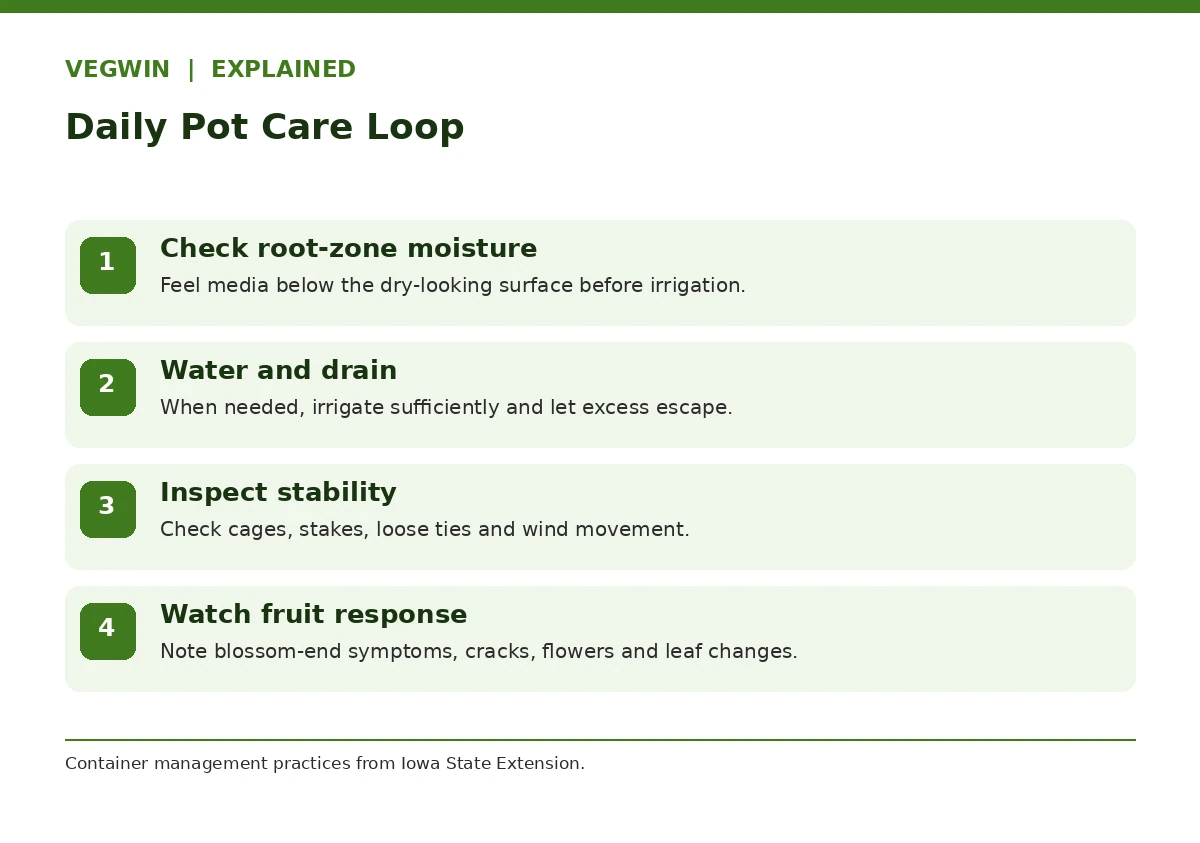 Potted tomato daily care process with root-zone moisture, drainage and support inspection