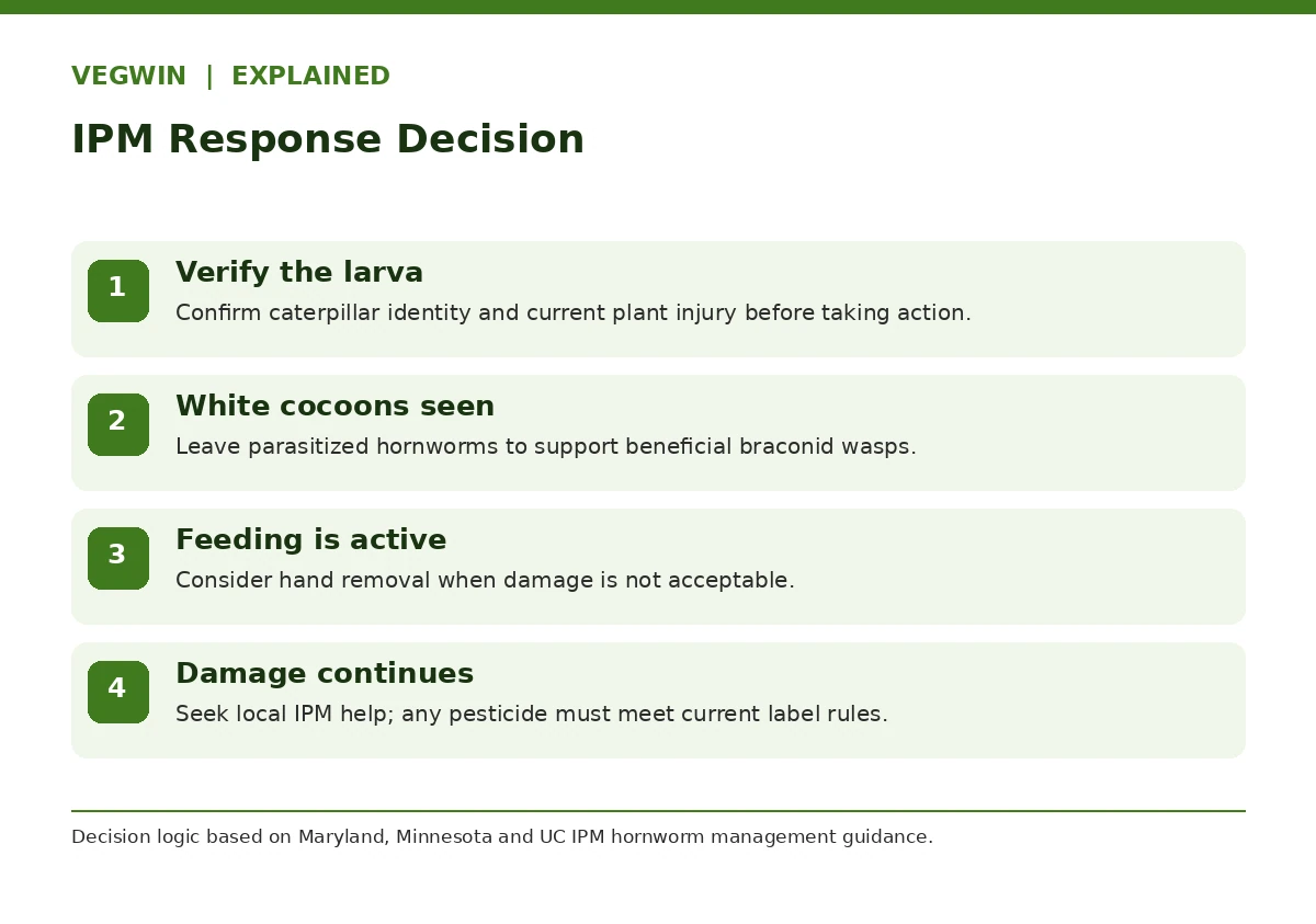 Tomato hornworm integrated pest management decision pathway including parasitoid cocoons and hand removal