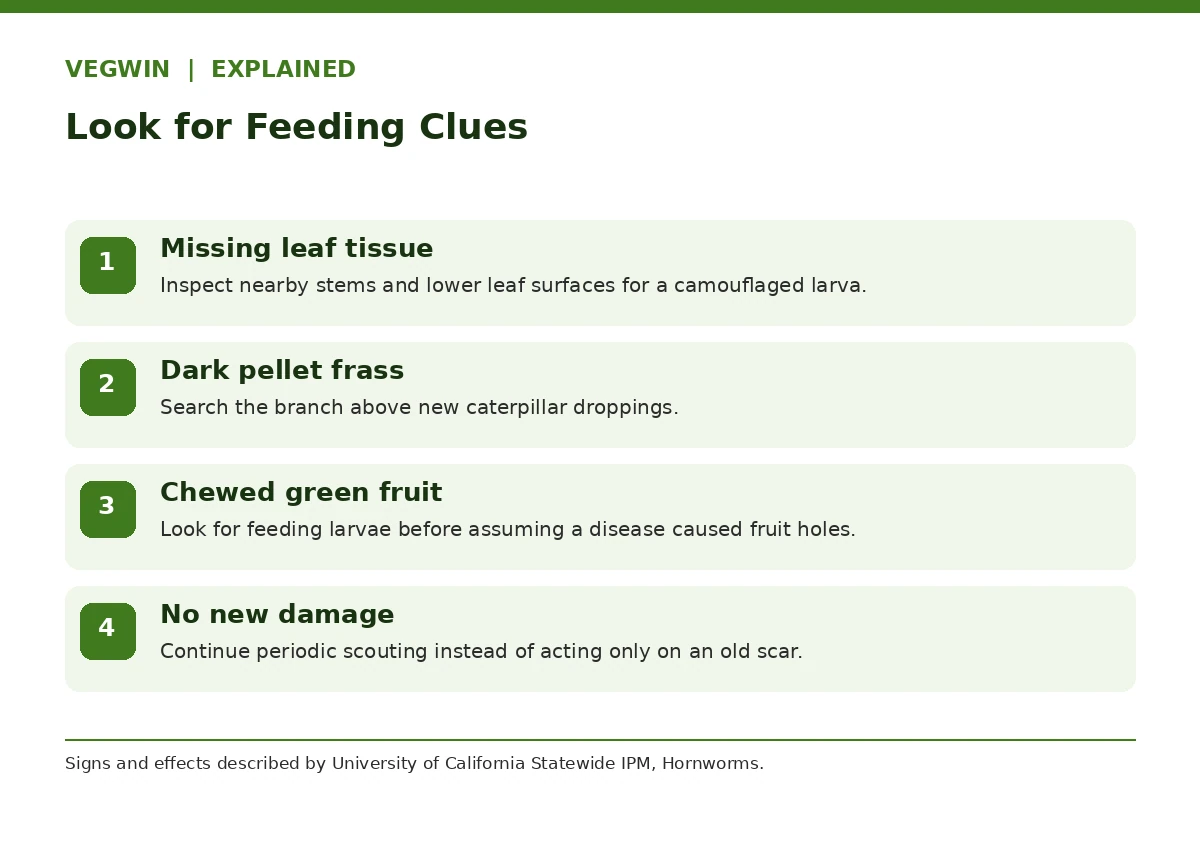 Tomato hornworm inspection checklist for leaf damage, dark droppings, green fruit chewing and monitoring